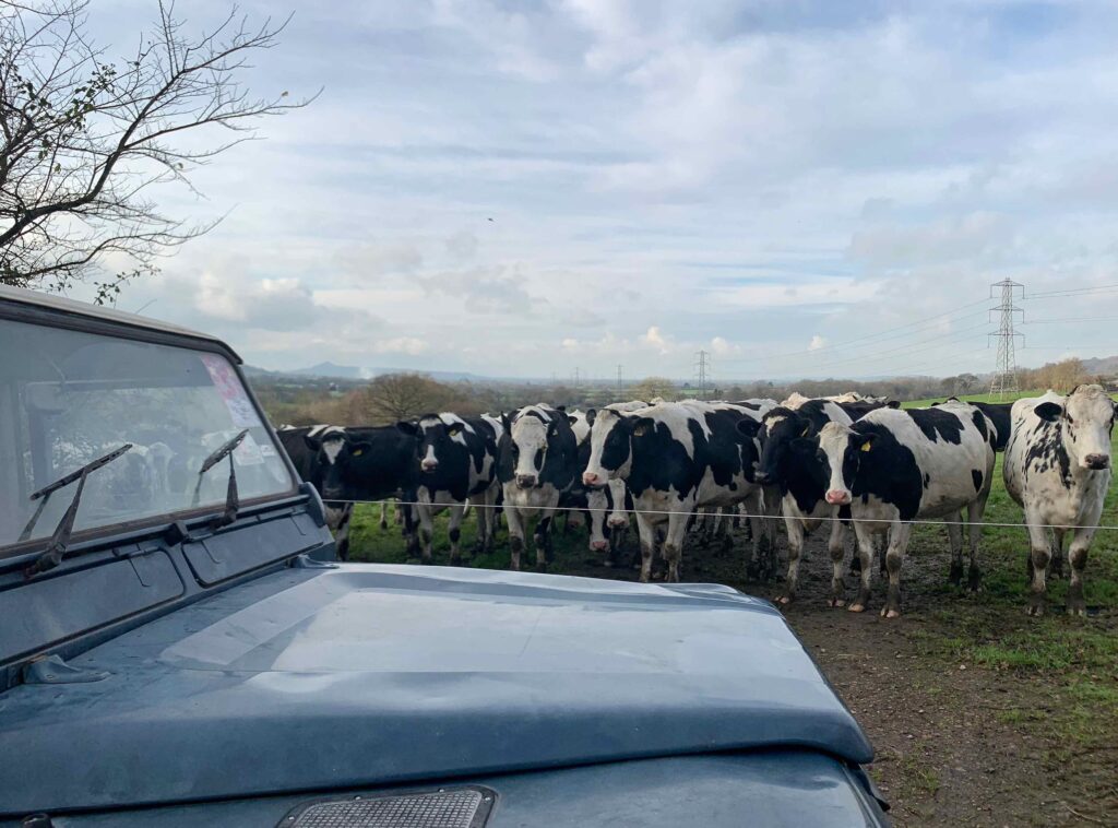 Electrogeinic electric Land Rover with cows